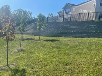 Sloped grassy yard with young trees a stone retaining wall and a black metal fence behind at a residential property under a blue sky