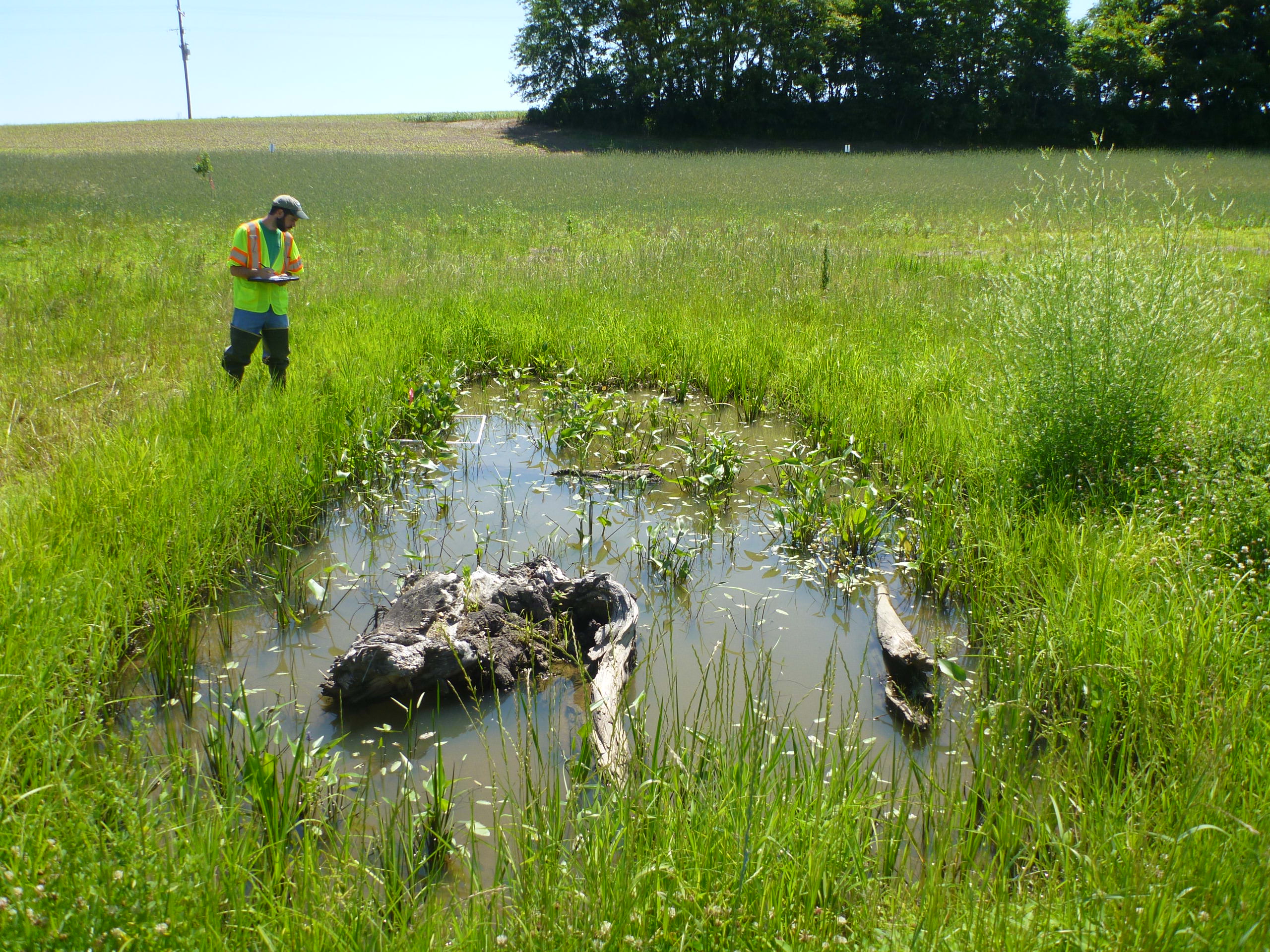 Worker in a neon safety vest standing in a marshy field, taking notes on a clipboard.